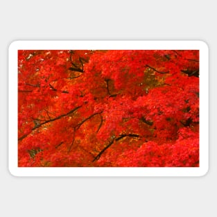Maple Tree in Autumn Sticker
